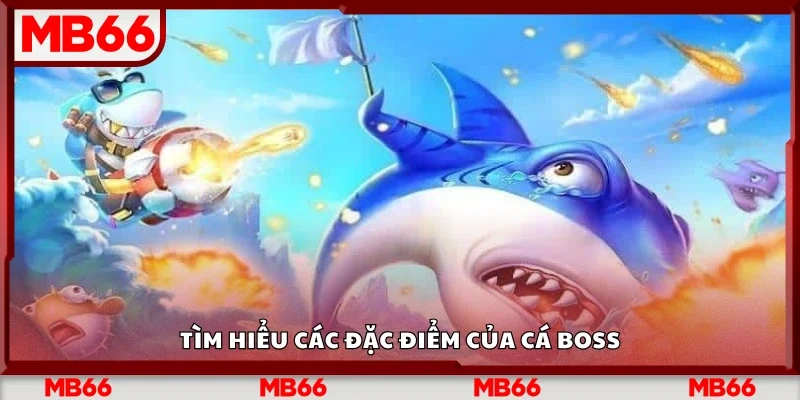 Các đặc điểm nổi bật của cá boss