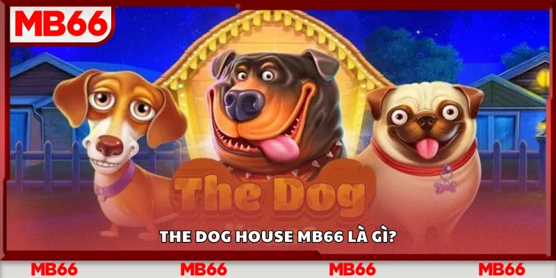 The Dog House Mb66 là gì?