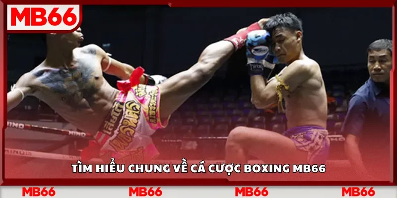 Tìm hiểu chung về cá cược boxing MB66