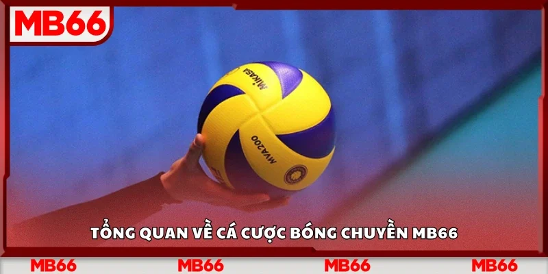 Tổng quan về cá cược bóng chuyền Mb66